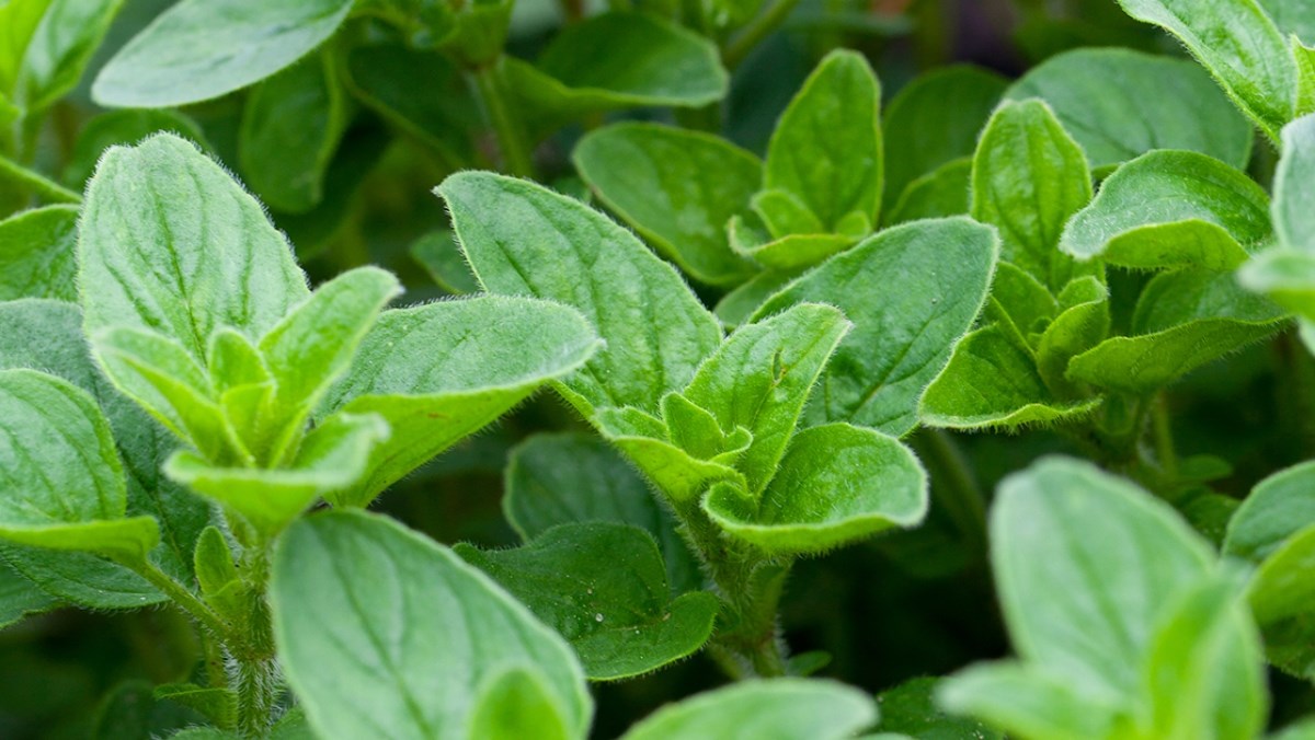 Đặc điểm và công dụng của lá oregano