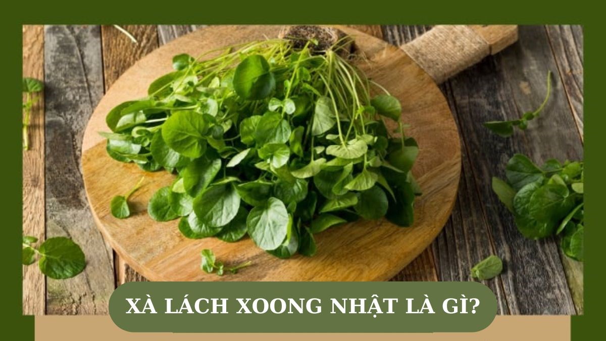 Xà lách xoong Nhật là gì? Các món từ xà lách xoong Nhật