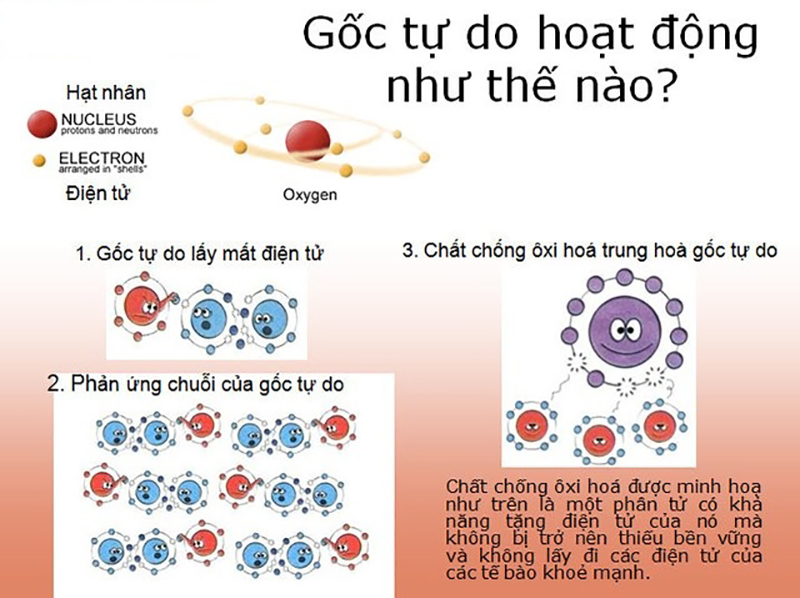 goc-tu-do-la-gi-va-chung-co-tac-hai-the-nao-den-la