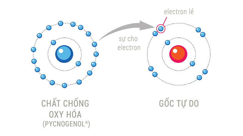 Gốc tự do là gì? Và chúng có tác hại thế nào đến làn da, sức khoẻ của bạn